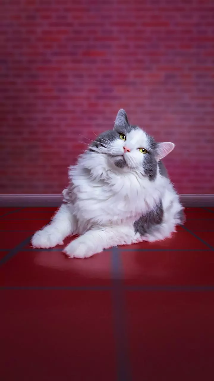 Your cat is likely to live longer if you don’t let them roam – new study