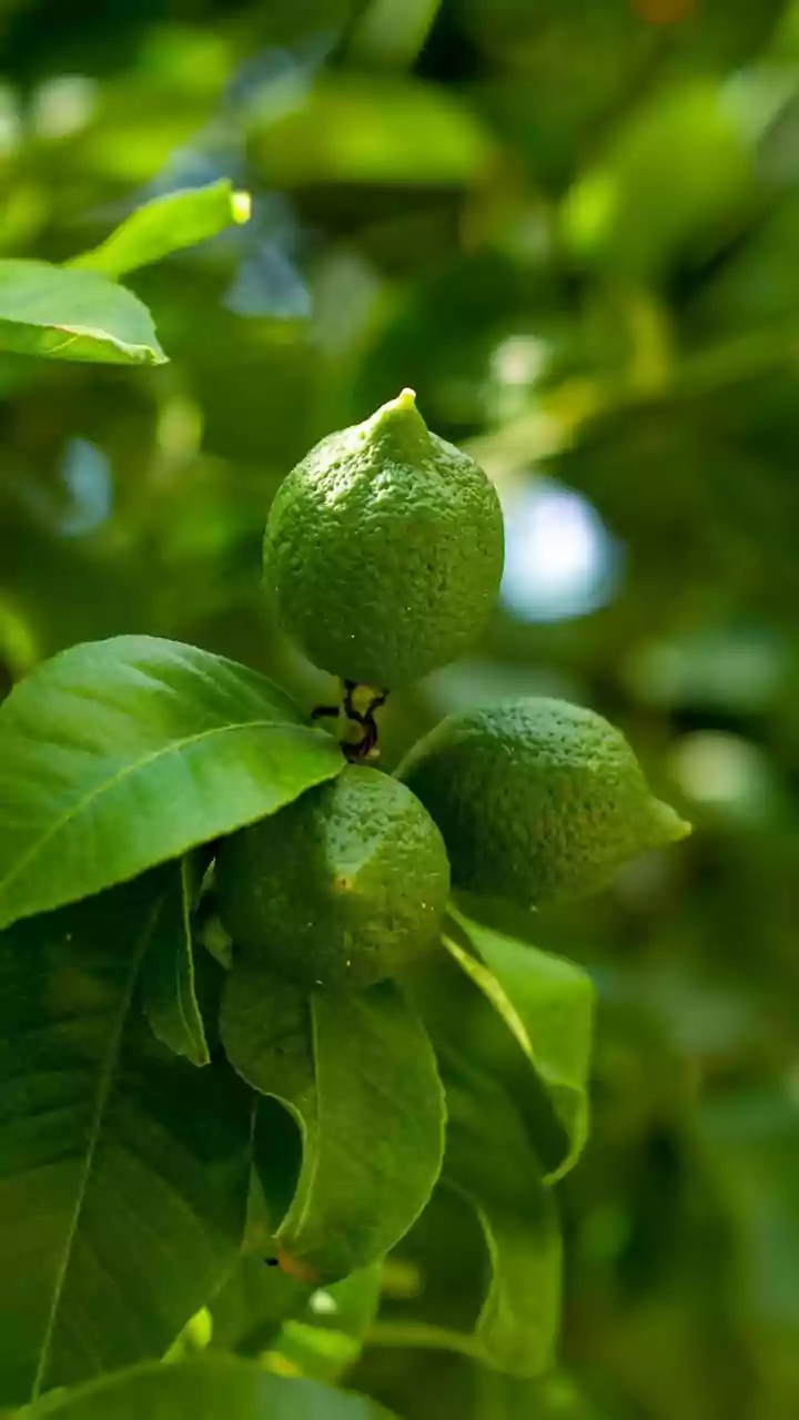 9 Manfaat Dahsyat Asam Kandis untuk Kesehatanmu!