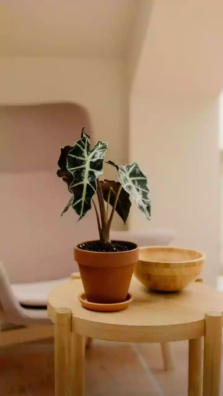 These Hardy Indoor Plants Can Handle Monsoon Humidity Better Than Most