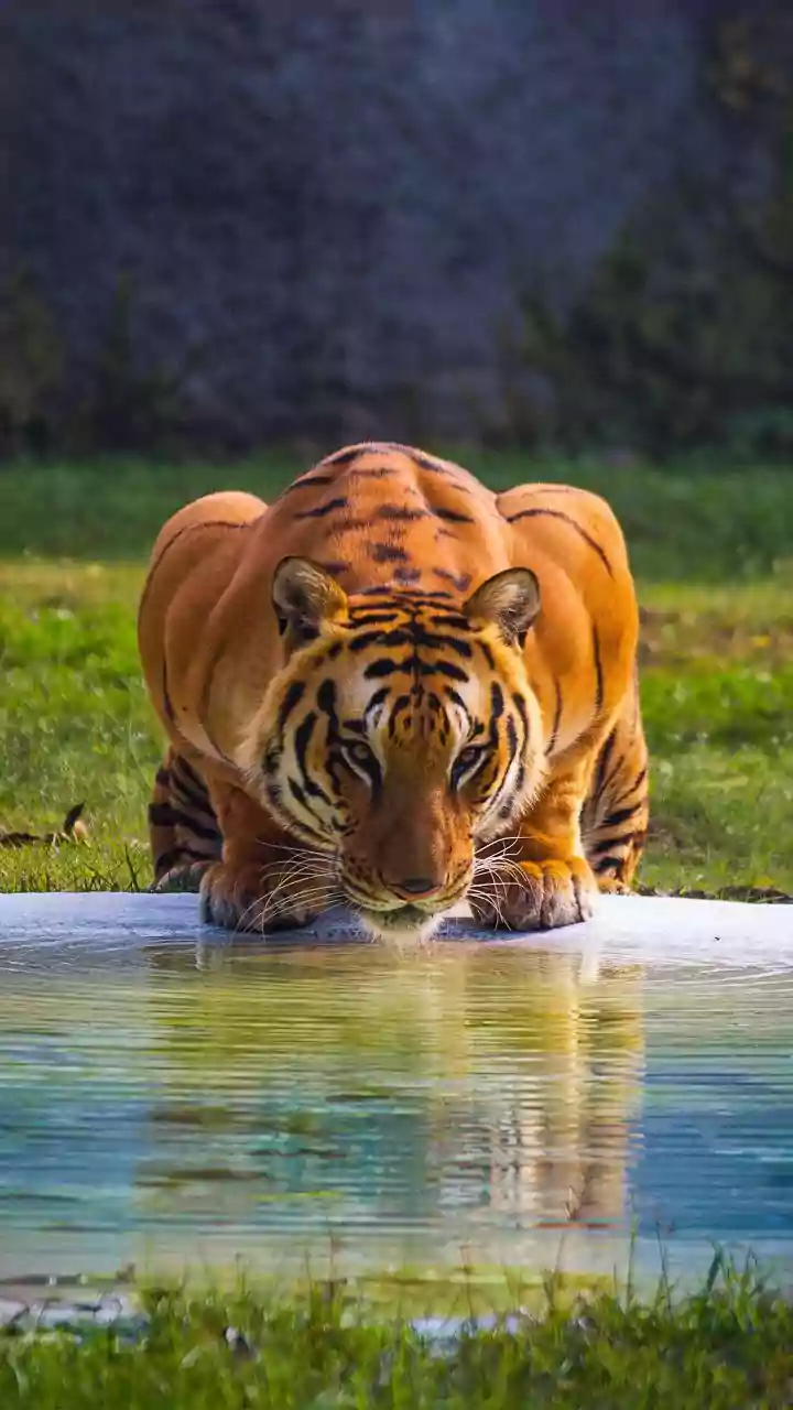 Why Restoring Natural Water Holes Is Essential For Tiger Reintroduction Success In India