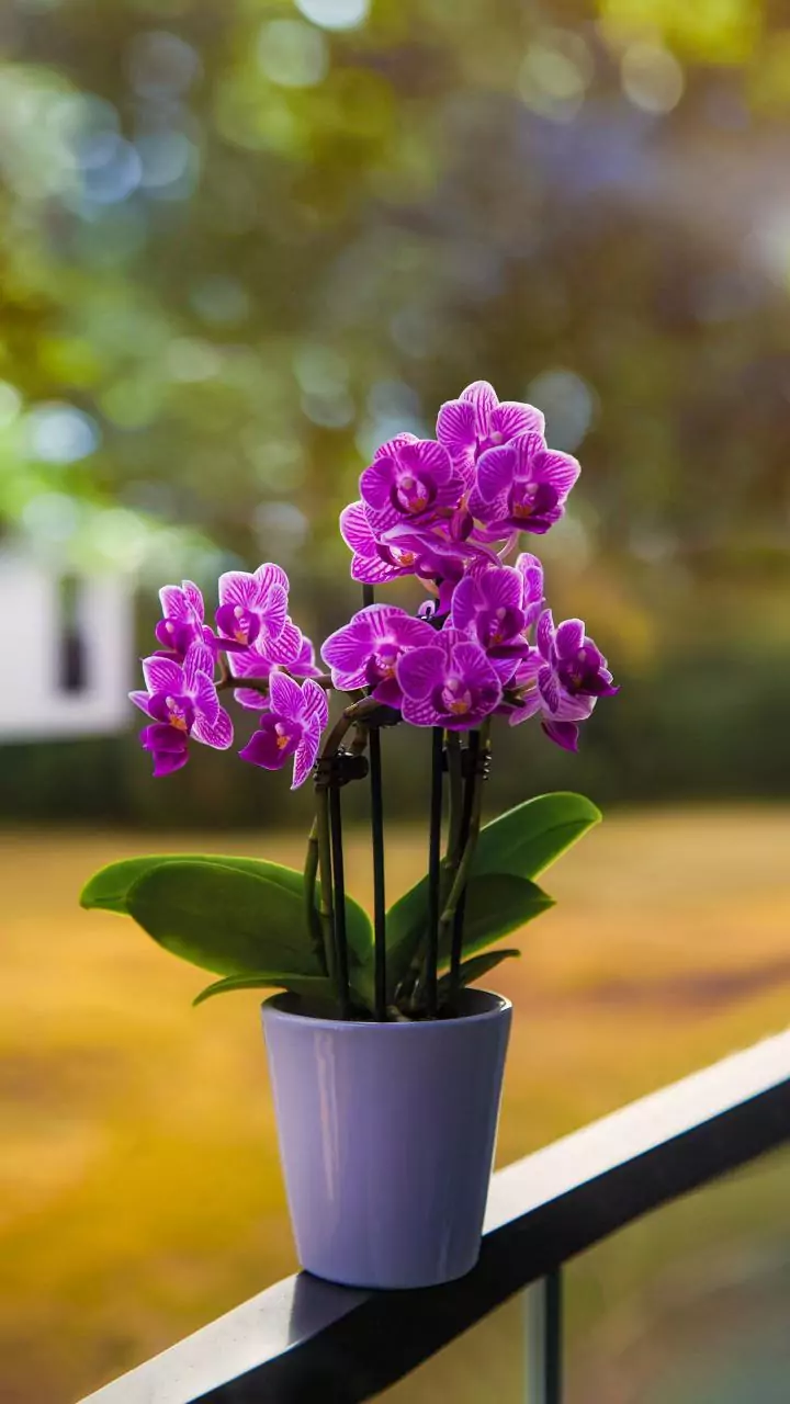 Poucos sabem o que significa para uma orquídea emitir raízes aéreas fora do vaso