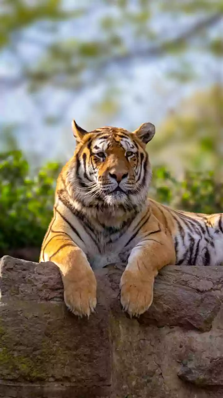 India's First 8-lane Tunnel Is Beneath A Tiger Reserve And Set To Open After June 20; Details Inside