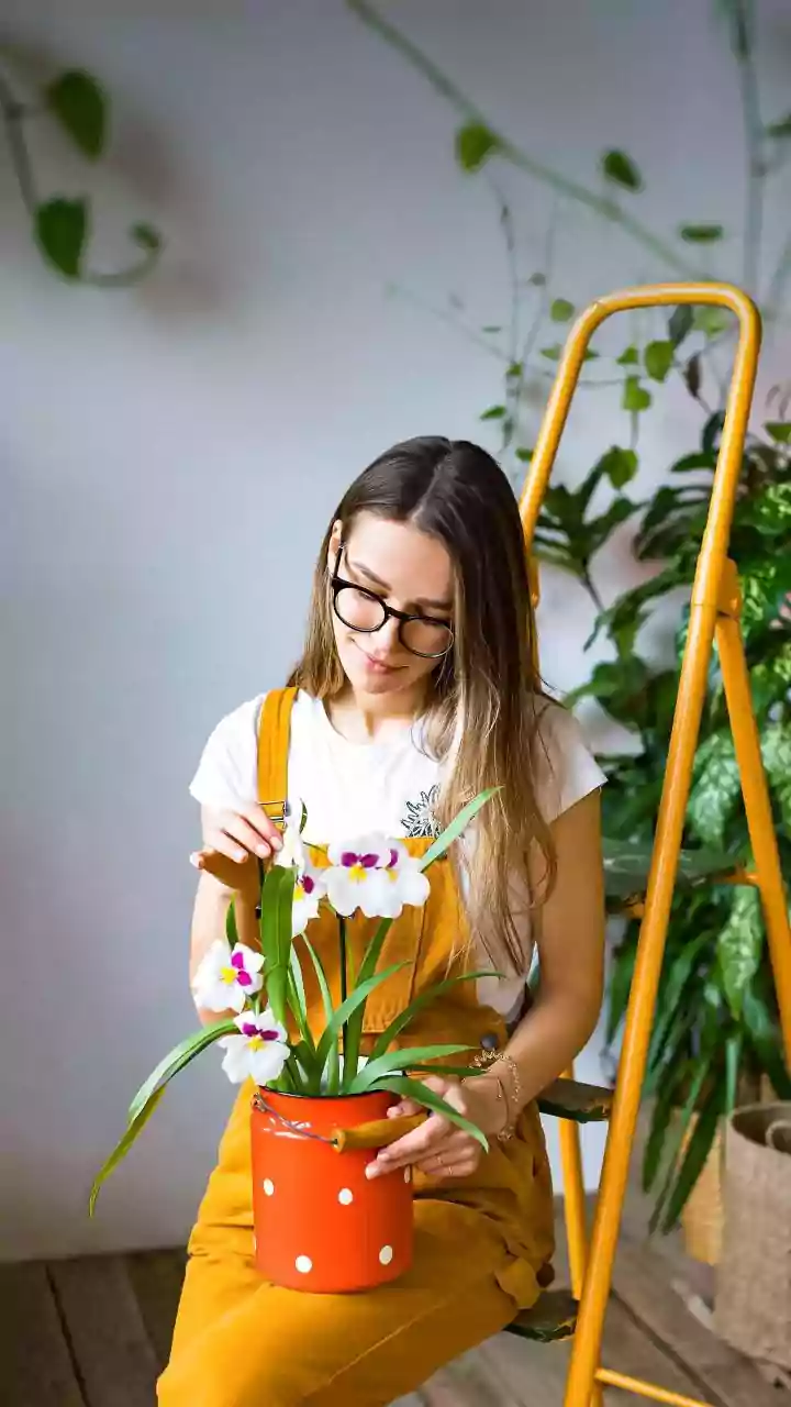 Regular Houseplant Rotation Can Fit Into Regular Indoor Plant Maintenance