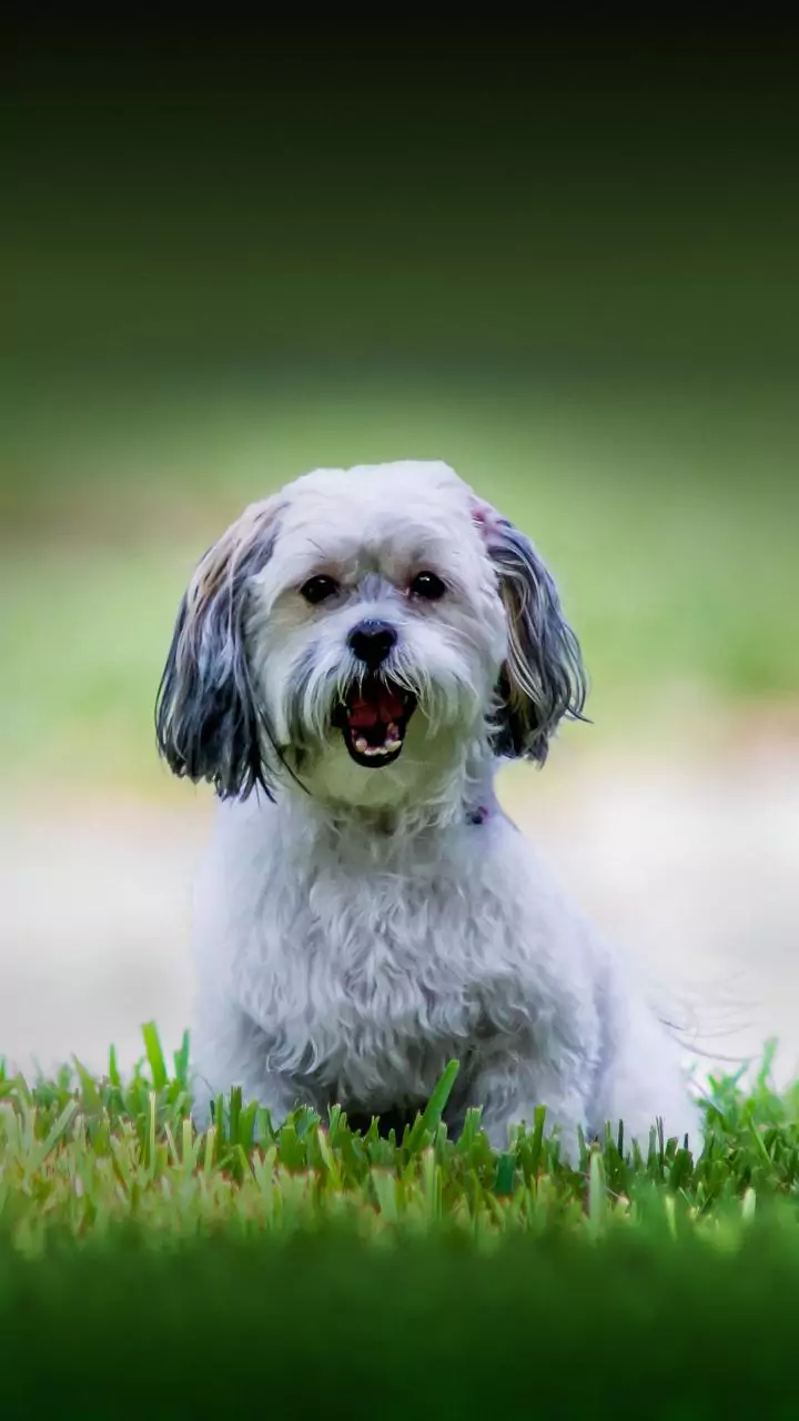 Kashmir divisional commissioner reviews implementation of SC directives on stray dogs