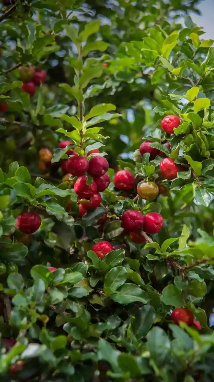 Ripe Lychees Combine Bright Skin With a Gentle Floral Fragrance
