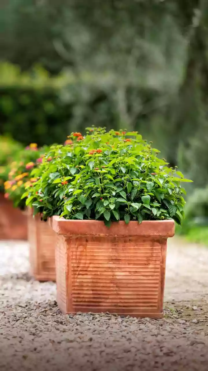 Gardeners, Don’t Let Trays Become Mosquito Hotels