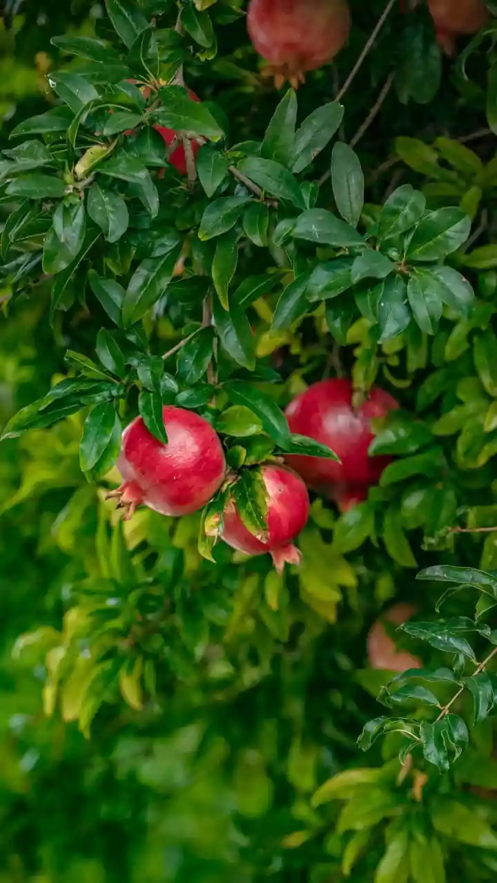 Pomegranate Plants Need Sun, Care And Patience