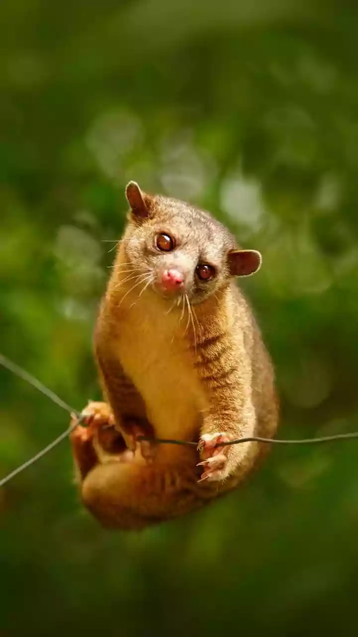 The New Tiny-Dinosaur Study Brings Early Mammals In Small Ecological Niches Into Focus