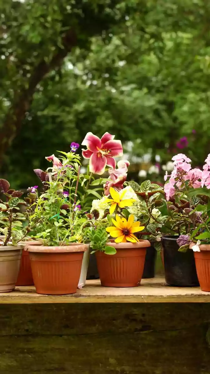 Understanding Windowsills As Growing Areas In The New Small-Space Gardening Trend