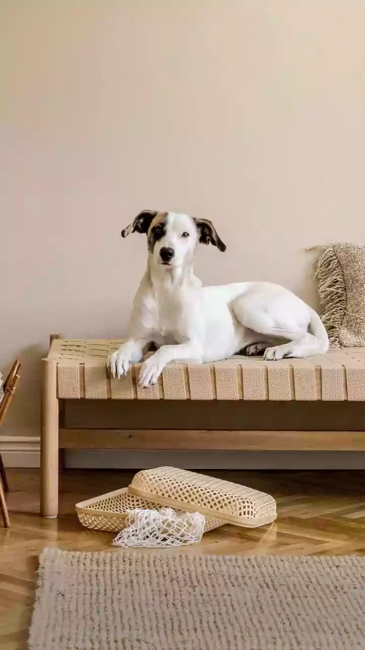 Pet-Friendly Design Is Becoming A Serious Interior Category