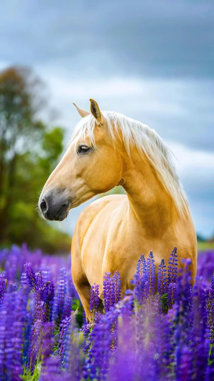 Globetrotting with 6 Amazing Horse Breeds