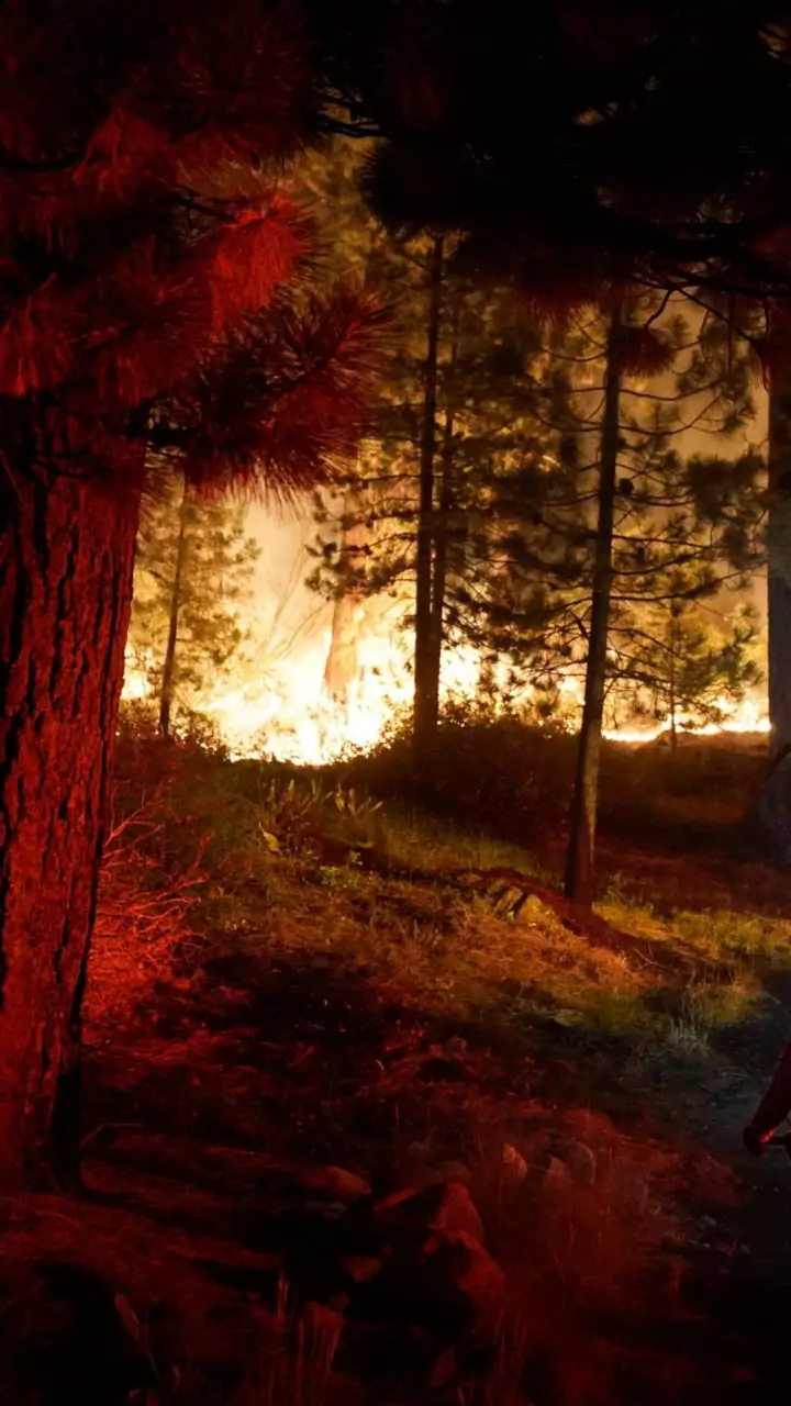 Indian Army puts out forest fire in Himachal's Kasauli