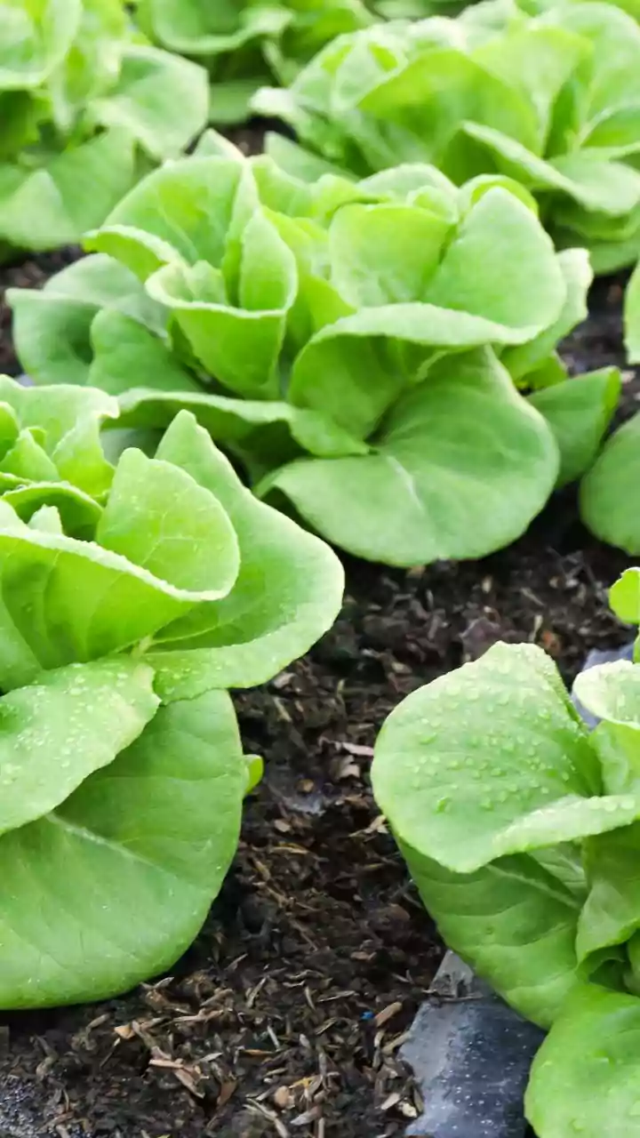 How To Utilize Coffee Grounds And Organic Scraps To Build Nutrient-Dense Soil For Home Gardens