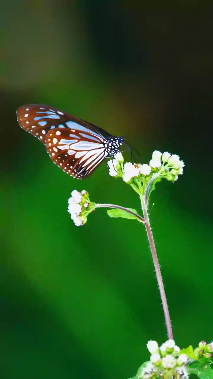 Urban Wildlife Shifts: Why Seasonal Changes Make Birds And Butterflies More Visible In Cities