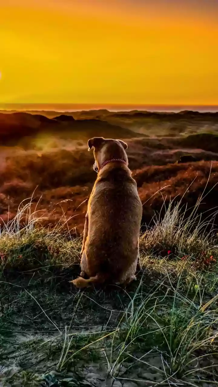 Cães também sentem paz ao olhar a natureza; ciência revela efeito surpreendente no cérebro dos pets