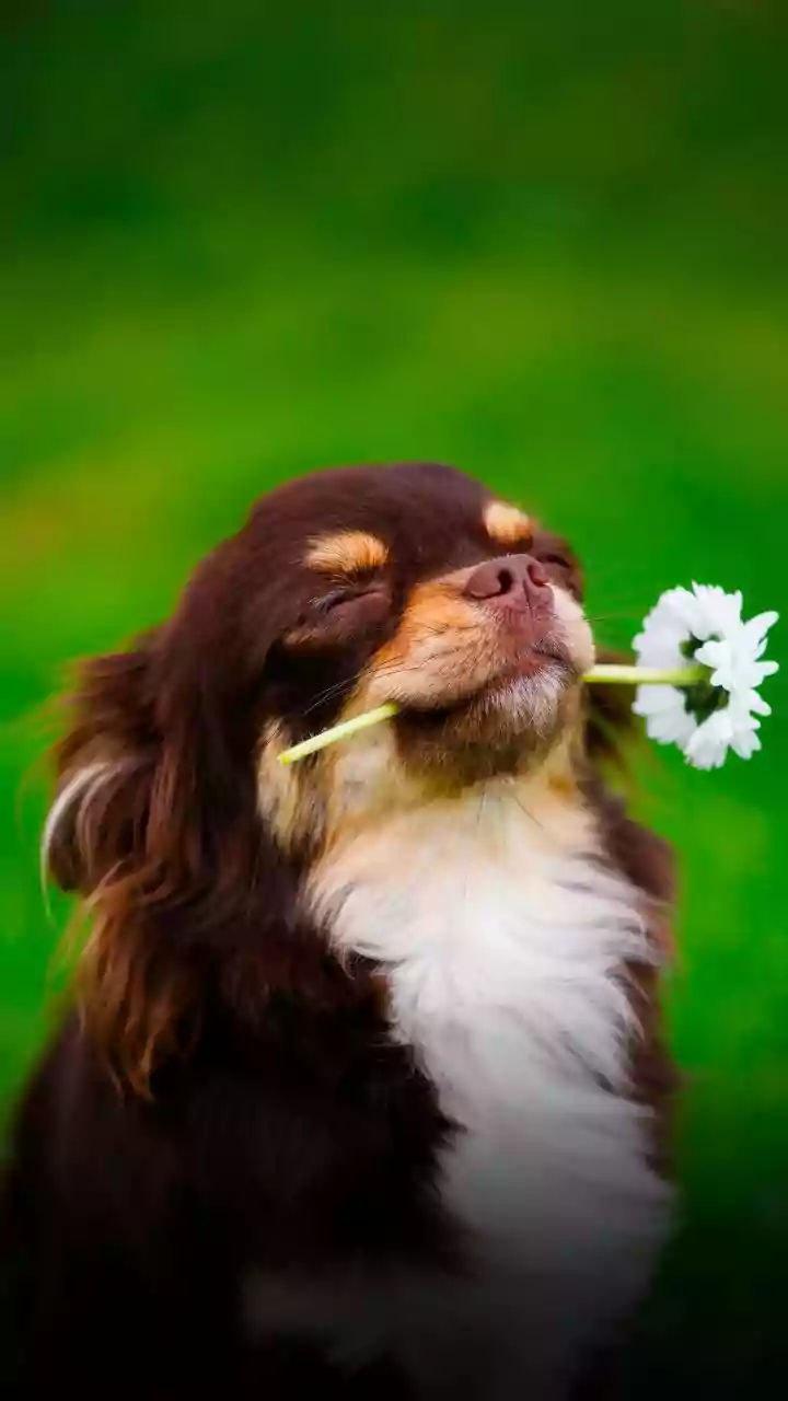 Lightning fears in pets — calm them fast with simple tricks