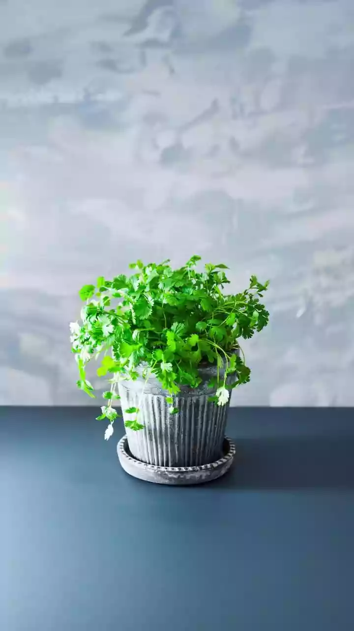 Small Planters Suit Cuttings and Compact Herbs Better than Large Plants