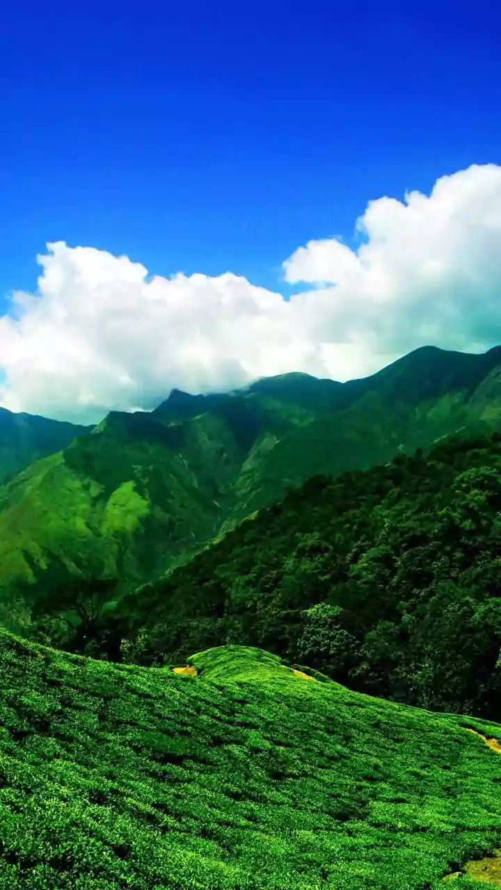 Chikmagalur Emerald Coffee Estates Are Perfect For Unplugged Newlywed Trips