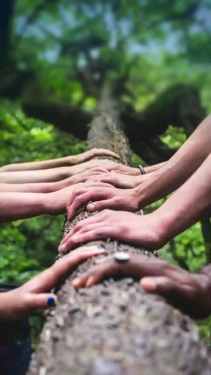 Swiss weddings have couples sawing logs!