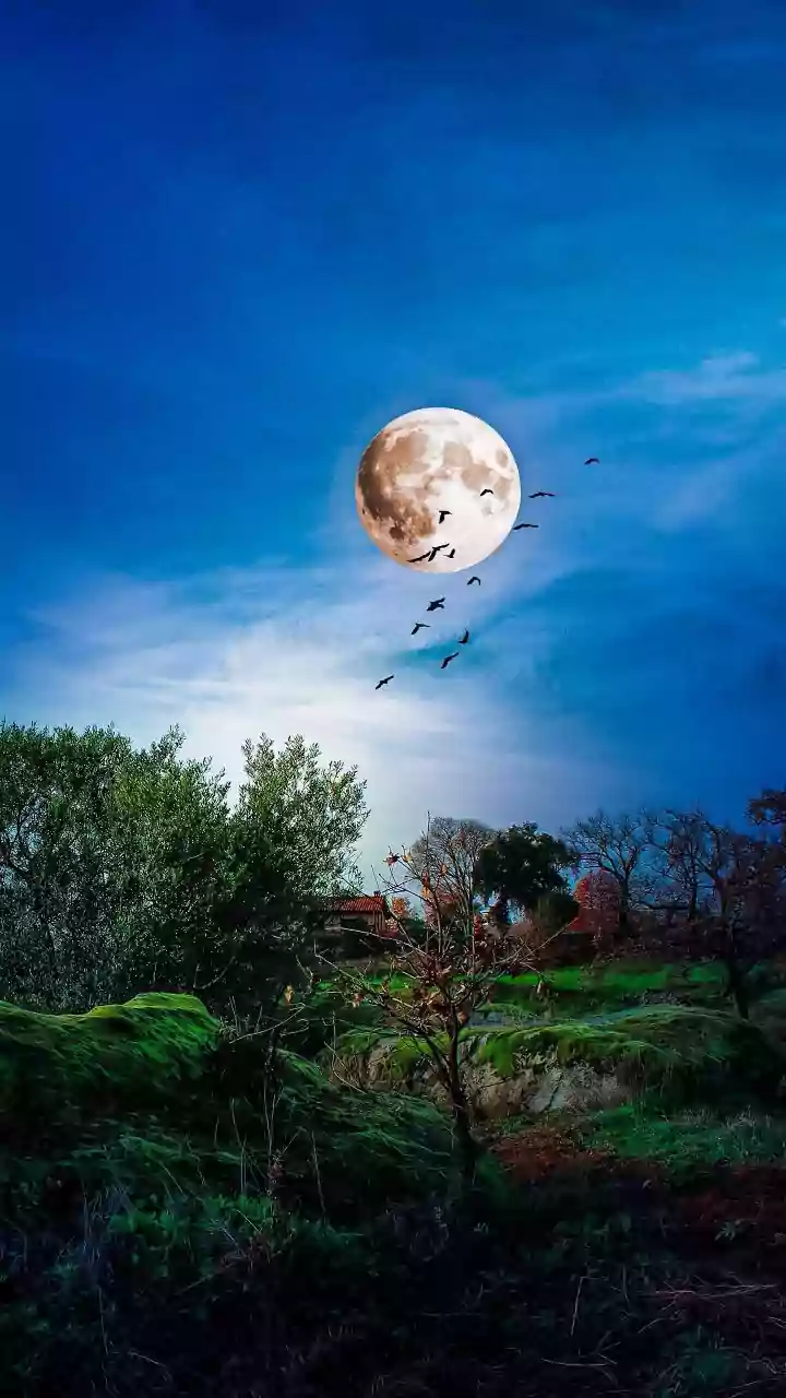 Night Owl Serenades: Unveiling the Mystery of Birds Singing After Dark