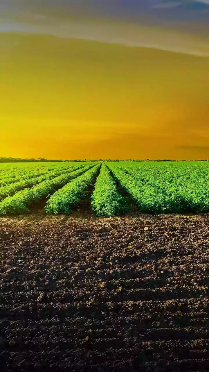 Haryana Farmer's Viral Rainbow Watermelons: A Burst of Blue, Gold, and Orange!