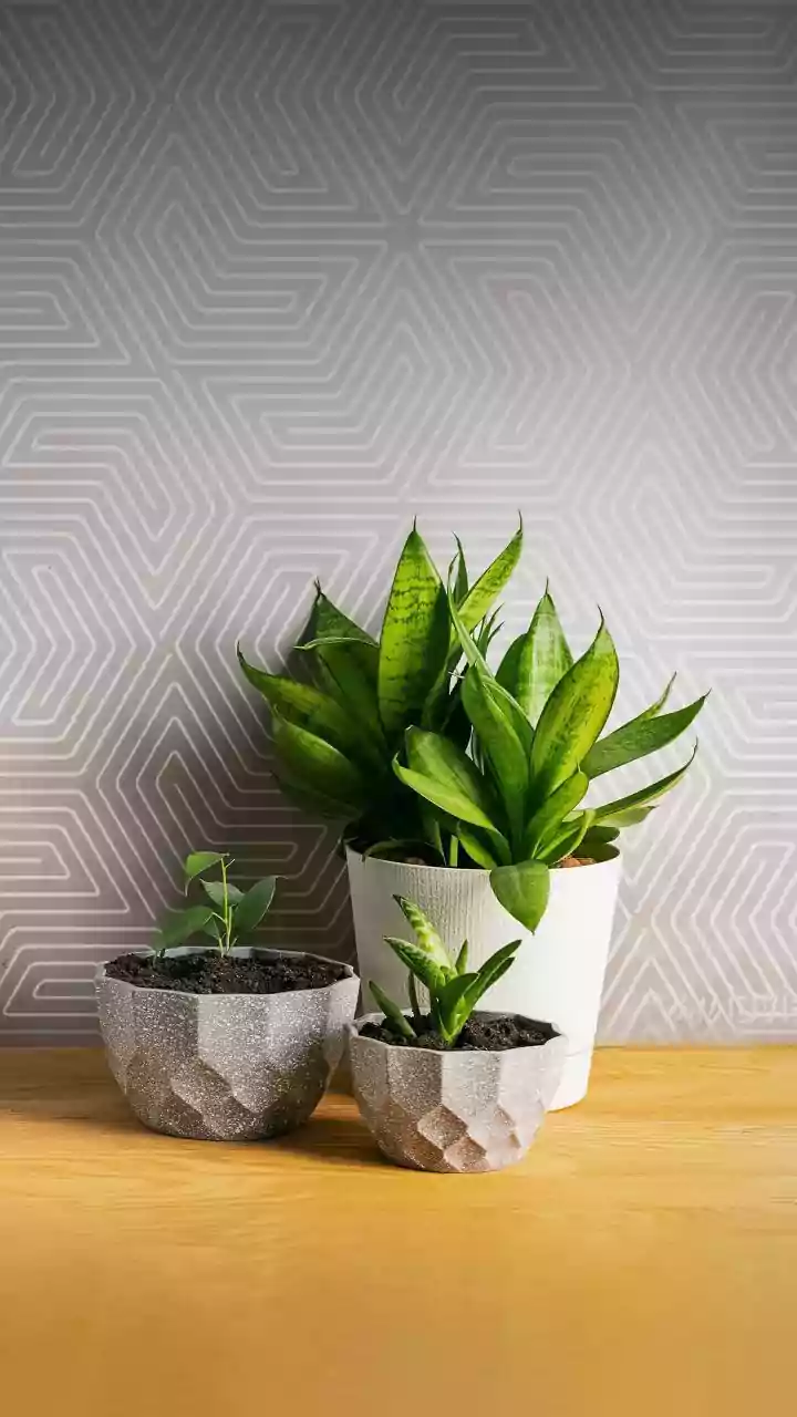 Top low-maintenance indoor air-purifying house plants like Snake Plants and Peace Lilies for small bedrooms