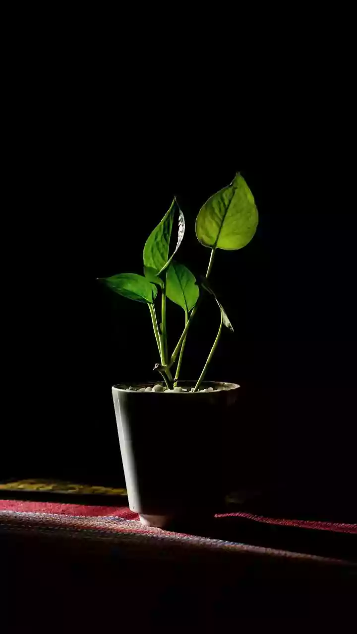 Treat Leaf Checks And Soil And Pot Checks As One Checklist For New Houseplant Quarantine