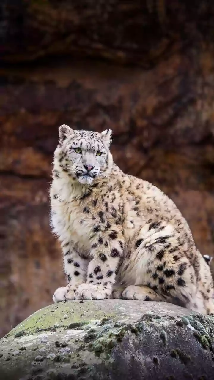 A Wildlife Safari At 10,000 Feet? Ladakh Launches India's First Snow Leopard Safari
