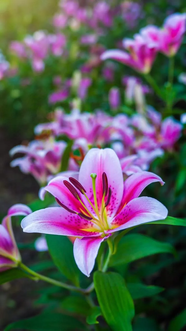 Desabroche Elegância: 7 Espécies de Lírios para Encantar Seu Lar e Jardim