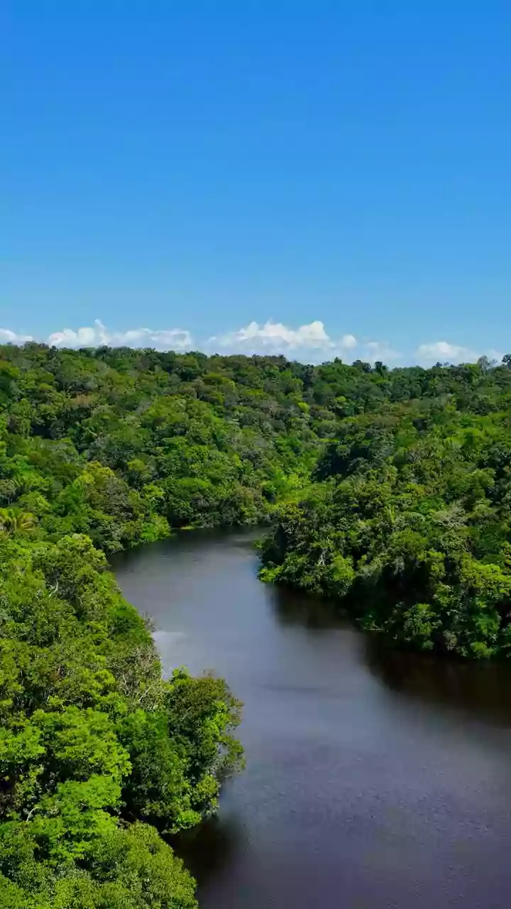 Desmatamento na Mata Atlântica atinge menor nível histórico