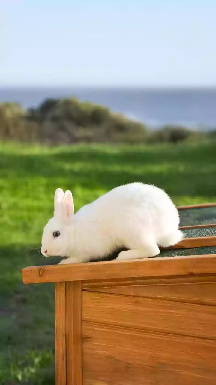 Ōkunoshima: Japan's Enchanting Rabbit Island with Pristine Beaches and a Solemn Past