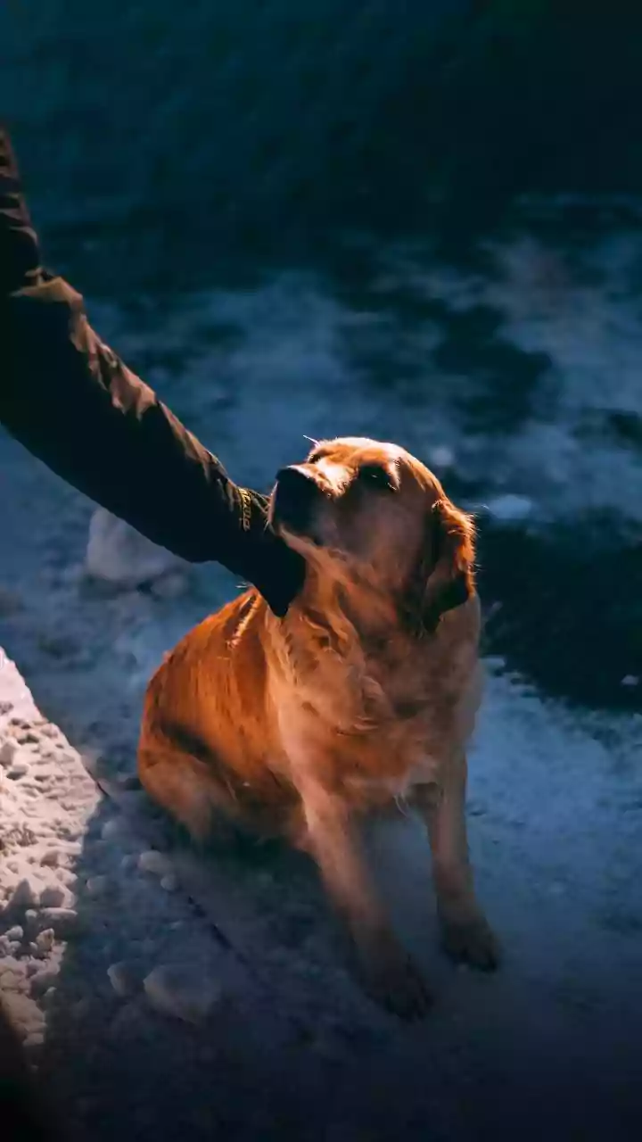 How To Protect Your Pets, Ensure They Are Warm This Winter Season