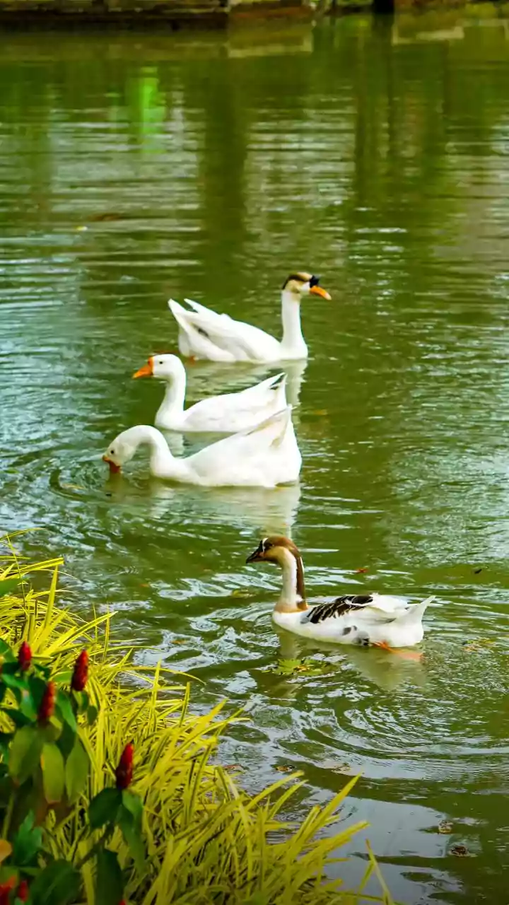 Over 1,300 waterbirds recorded at Delhi zoo in census