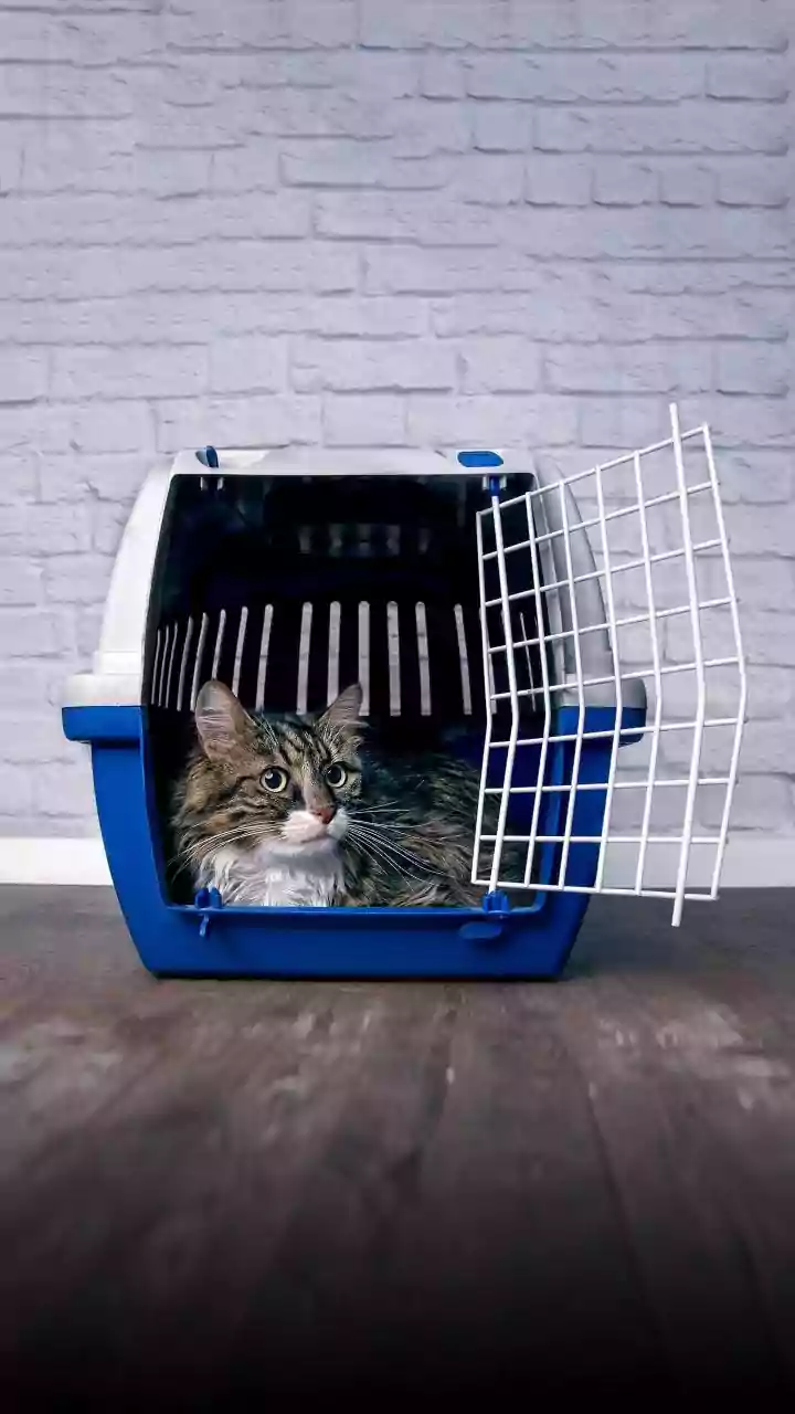 Saiba como transportar cães e gatos sem perder pontos na CNH e evitar acidentes