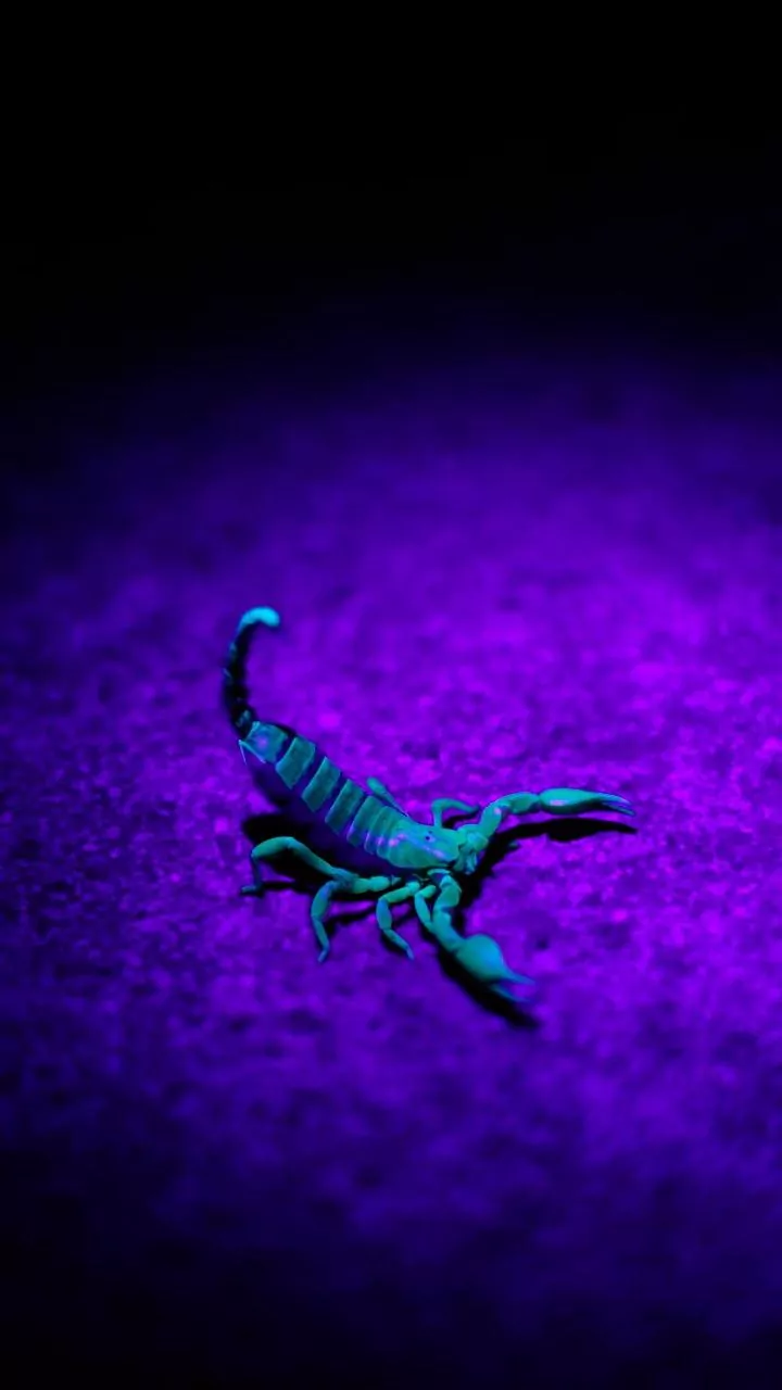 Scorpio Horoscope Today, December 10, 2025