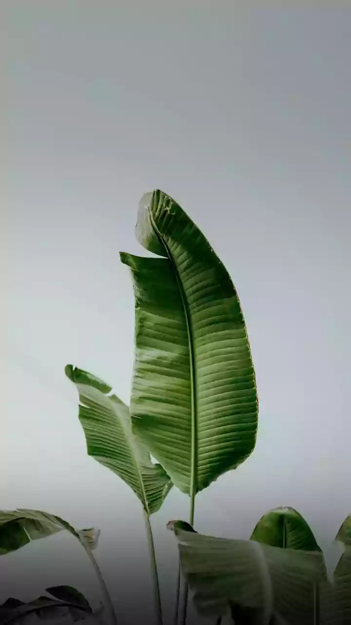 Young Hosts Switch To Banana Leaves And Regional Organic Produce For Sustainable Feasts