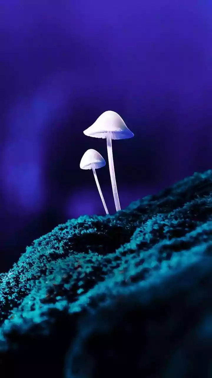 Bioluminescent Streetlights: Genetically Modified Plants Could Reduce Municipal Power Needs In Cities