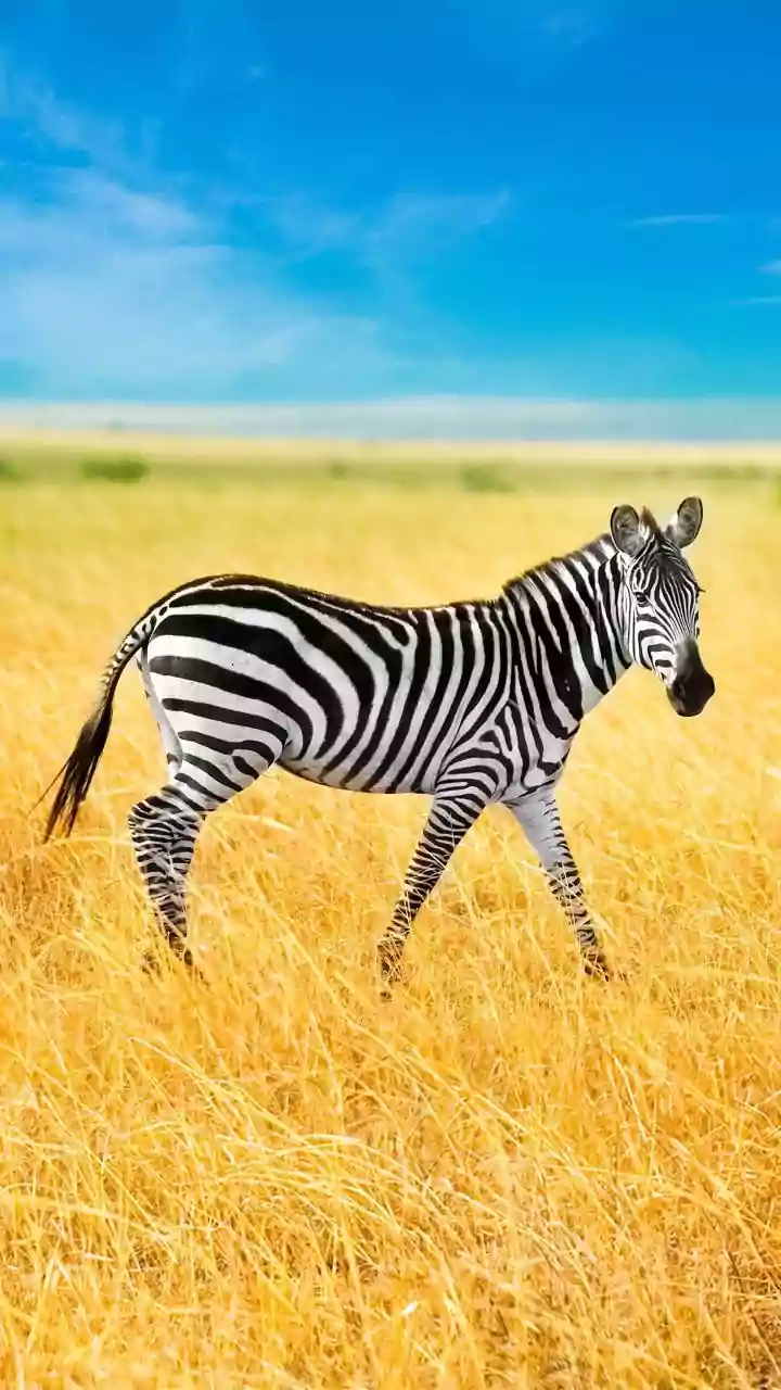 Masters of the Heat: 8 Animals Thriving in Scorching Summer Summers
