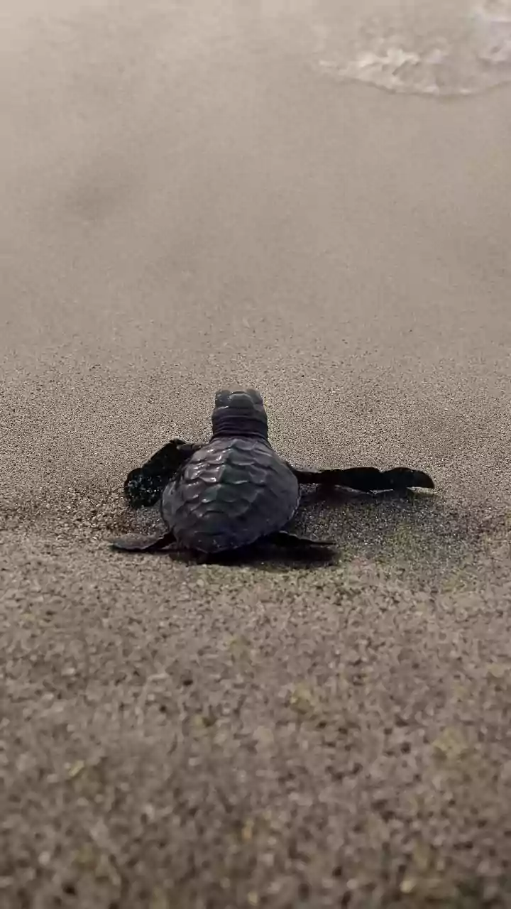 Mating of Olive Ridley turtles begins in Odisha, security beefed up