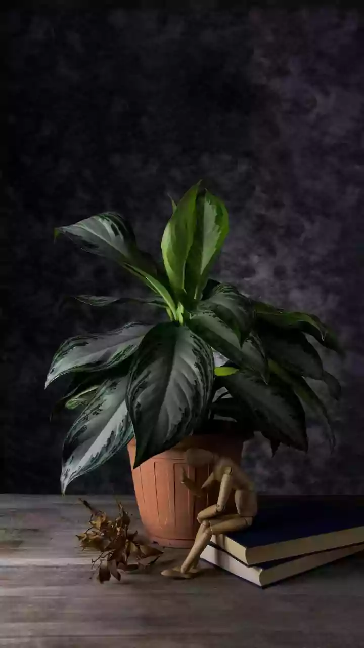 Springtime Leaf Drop: 5 Houseplant Shedding Mysteries Solved (No Need to Panic!)