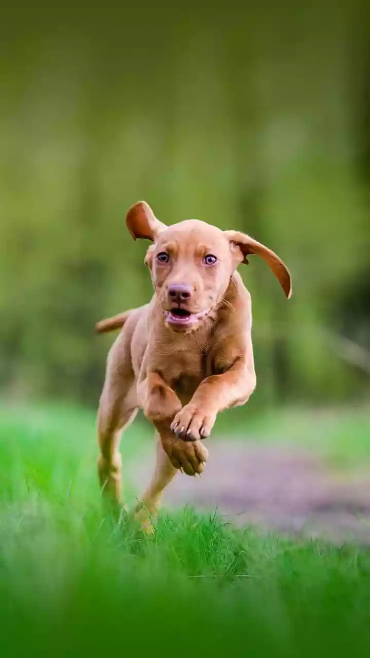 Longer days, restless paws – seasonal energy spike