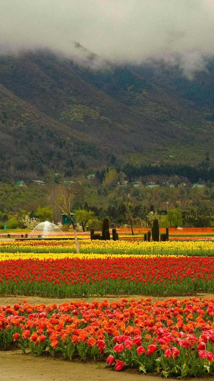 Kashmir's Tulip Garden Blooms: Record 1.4 Lakh Visitors in Two Weeks!
