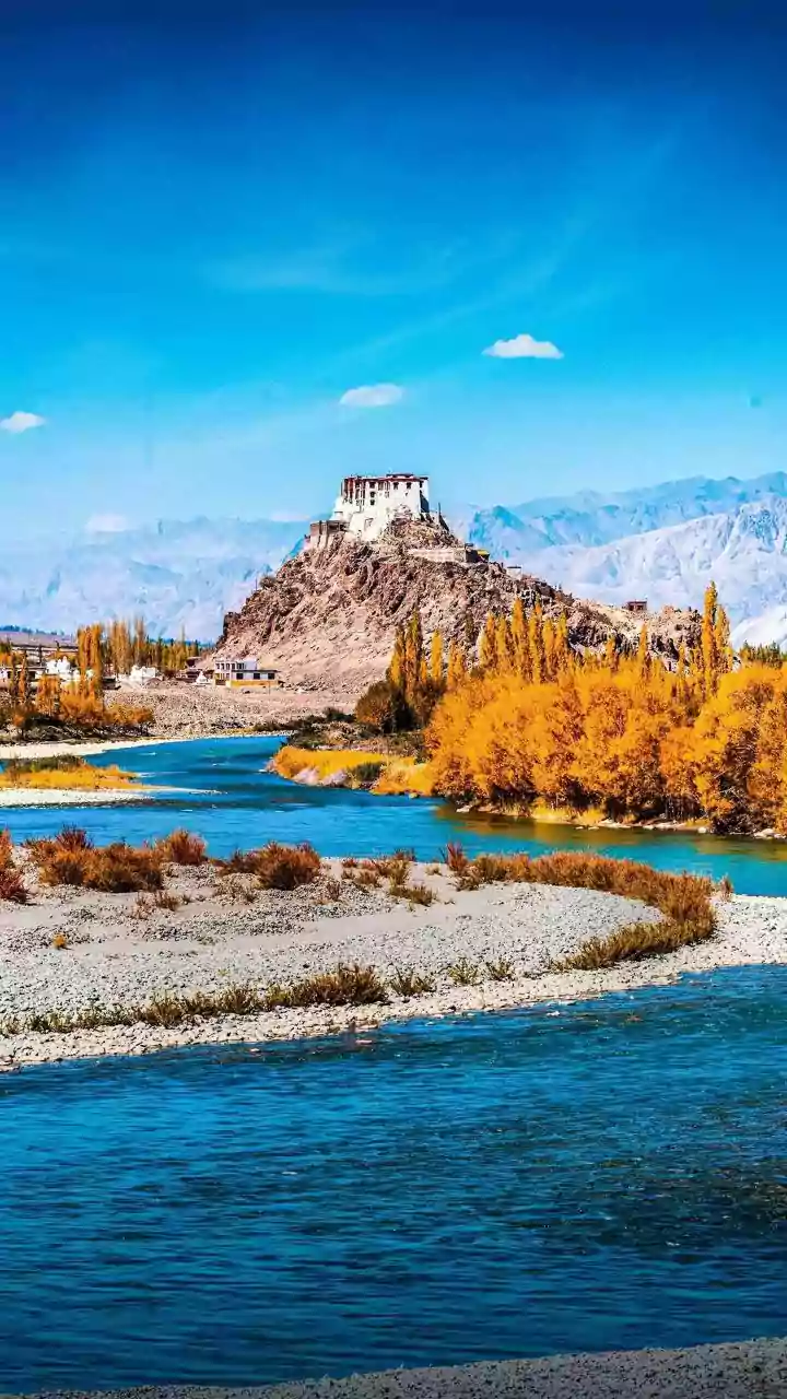 Ladakh's 'Indian Sakura': Experience the Enchanting Apricot Blossom Spectacle