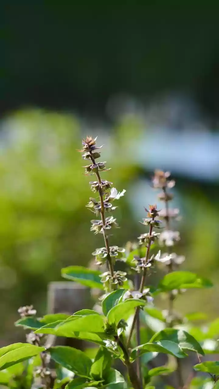 Natural Adaptogens For Stress: Comparing Ashwagandha And Brahmi For Work Focus Balance