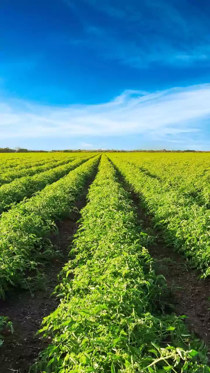 Soundwave Powered Crop Protection Keeps Urban Organic Produce Free Of Chemicals
