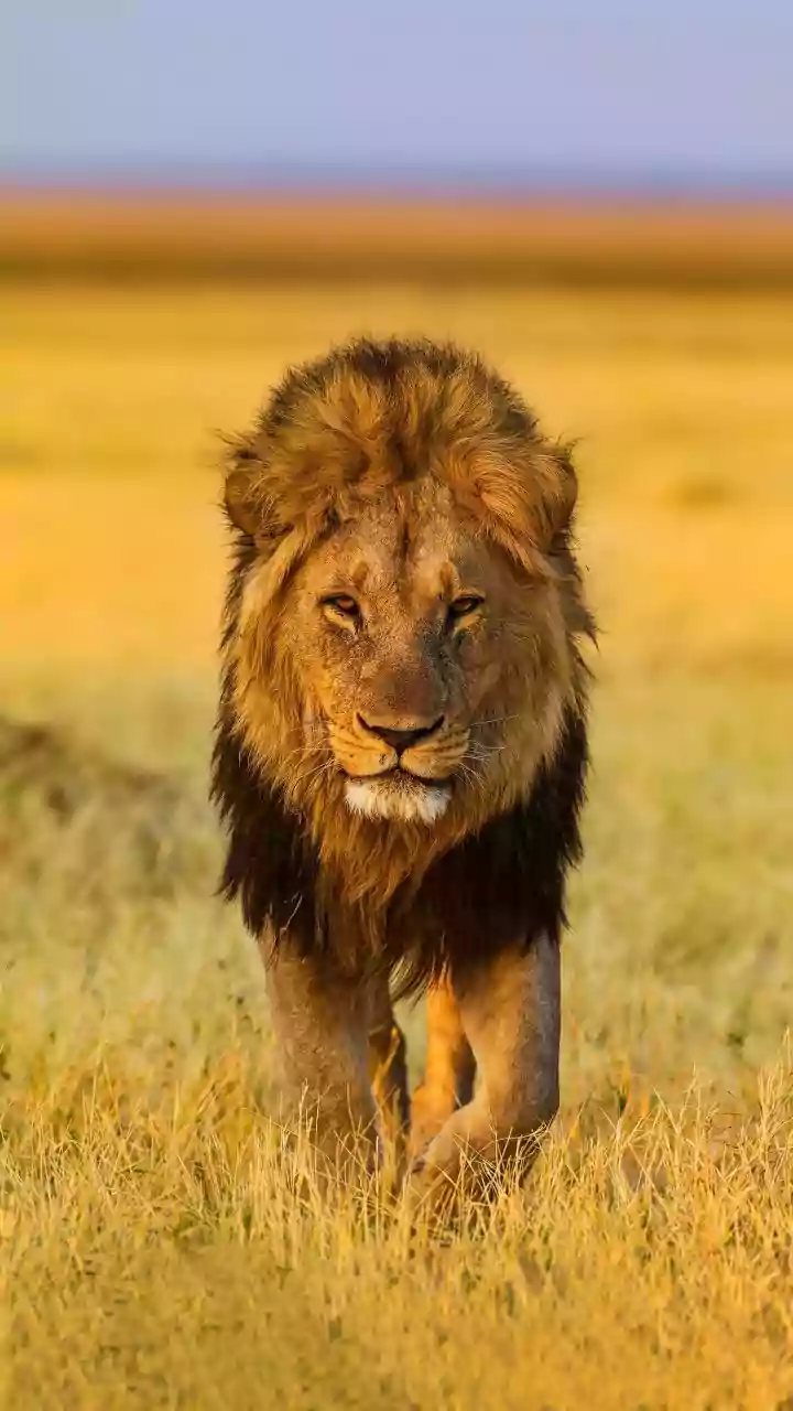 Asiatic Lions Return To Gujarat's Barda Sanctuary After 144 Years Away
