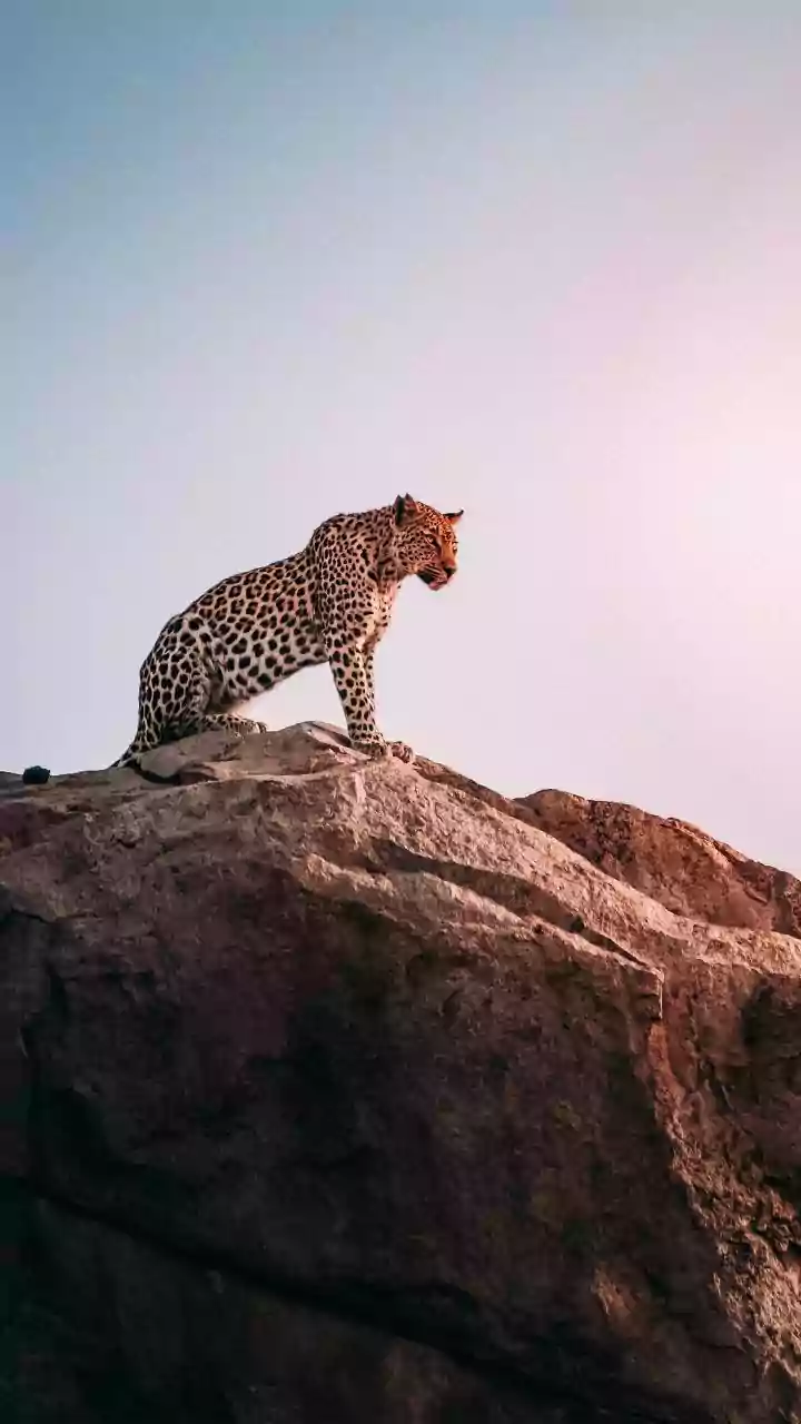 Two-Hour Ranthambore Safari Demand: How To Read Zone Rules And Availability