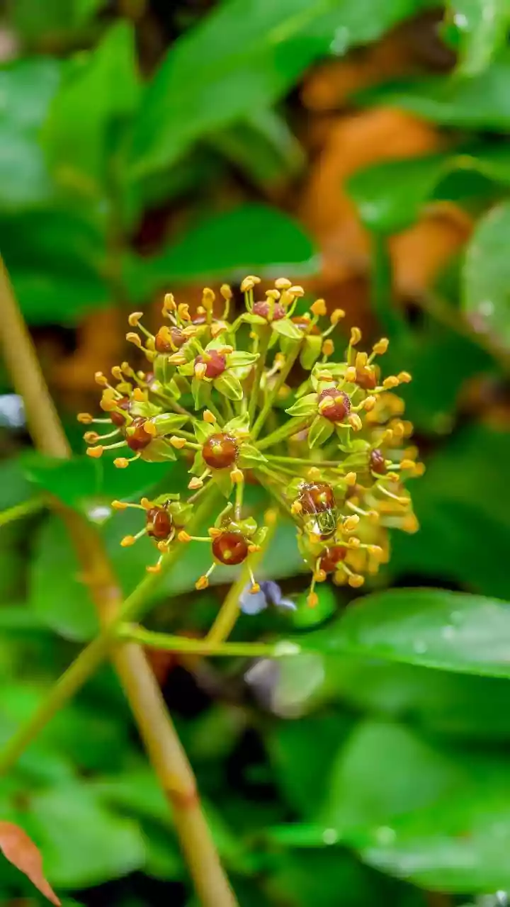 Monsoon Flowers Are Pure Happiness