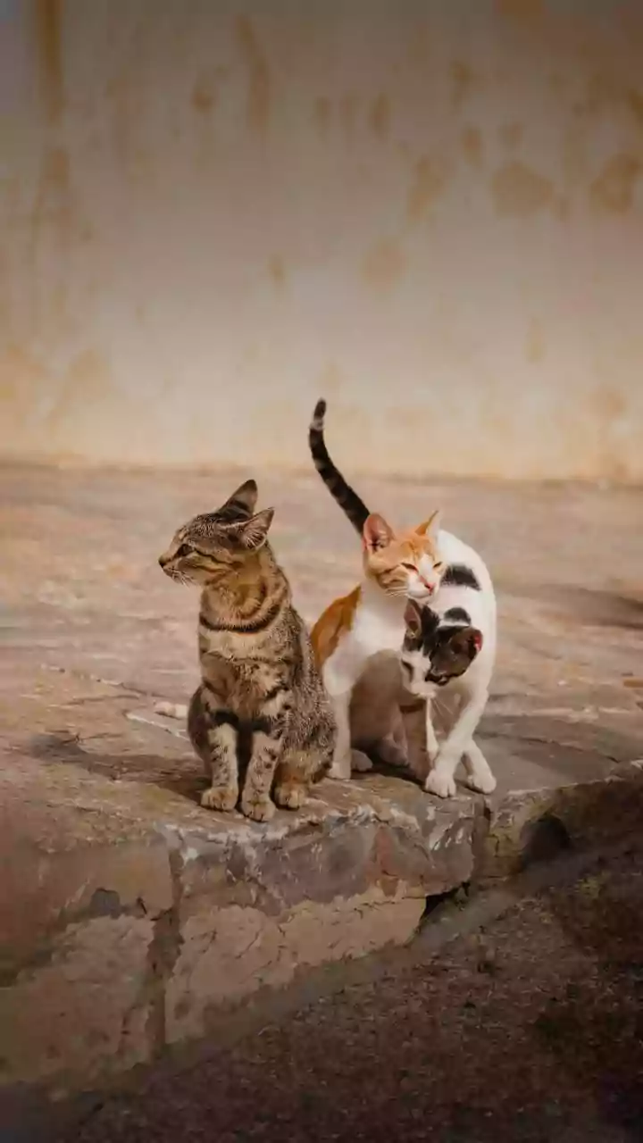Feline Friendship: How Cats Chose Humanity Over Domestication
