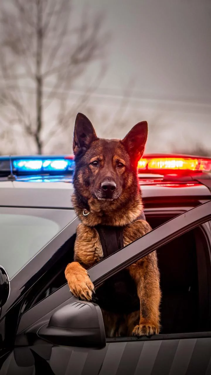 Dog Thrown From Car Windshield Lands On Feet During High-Speed Police Chase - Viral Video